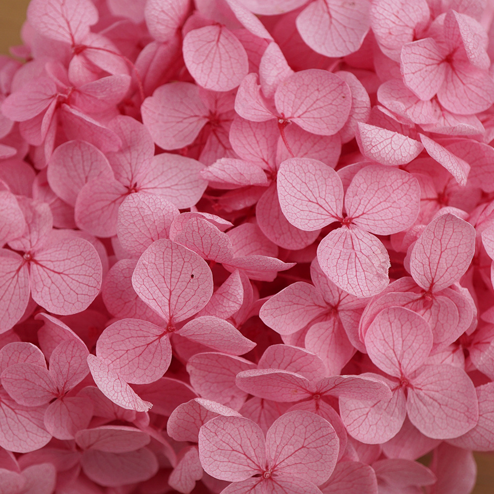 Hortensia Preservada A+ Anna, Flor Seca de Hortensia de Hoja Pequeña, 20g en Caja, Fabricante de Hortensias, Material Floral al por Mayor para el Día de San Valentín