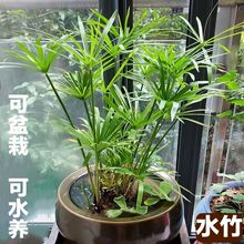 【水棕竹】_水棕竹品牌/图片/价格_水棕竹批发_阿里巴巴