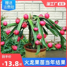 红心火龙果苗盆栽黄肉地栽庭院阳台南方北方种植果树苗当年结果