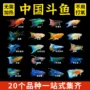 中国不打冷水活体观赏鱼