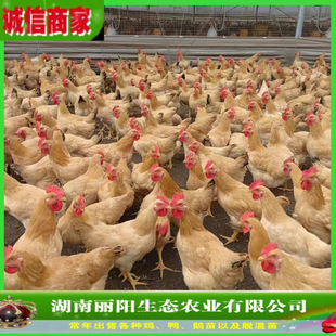 ���S���u����w�����r����B��ɽ�u�׻���B���M֧���Bֳ���gָ��