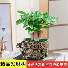 发财树盆栽室内花卉小盆景办公室绿色植物客厅金钱树盆栽绿植