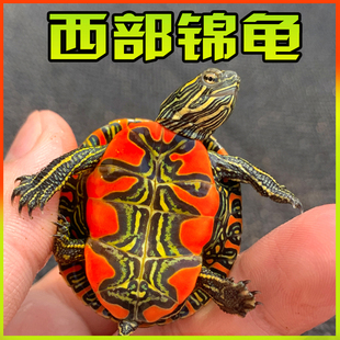 Western Brocade Turtle Deep Water Fish Tank Mixed with Feces-Eating Pets Ornamental Red-Bellied West Brocade East Brocade Couple Live Town House