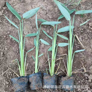 Wholesale Gravity Flower Seedlings Project Wetland Greening Landscape Aquatic Plants River Purification Water Quality