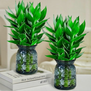 Four Seasons Bring in Wealth and Treasure and Good Luck, Hydroponic Guanyin Bamboo, Rich Water Bamboo, Living Room, Indoor Office, Potted Green Plants to Remove Formaldehyde