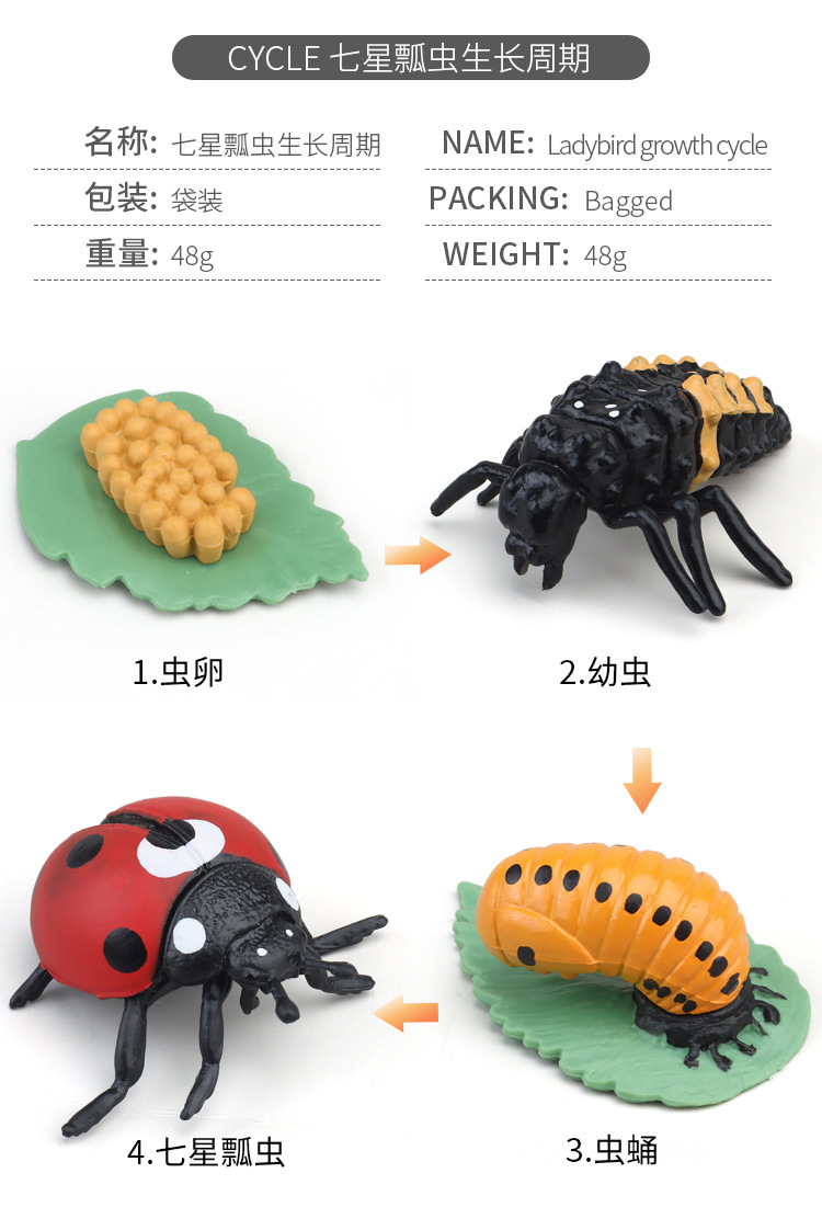 生长周期内页_16