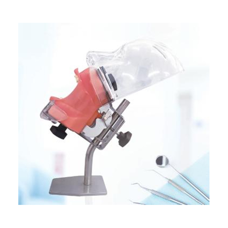Modelo de simulación dental simple de modelo de práctica de enseñanza oral tipo reposacabezas modelo de cabeza simple de sujeción de mesa modelo de simulación de cabeza image 29