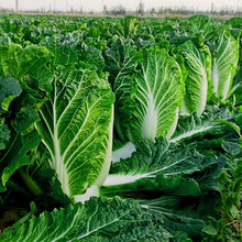 ﲥײ˷NӶѸ߮aS80~ĽYļr߲˷N