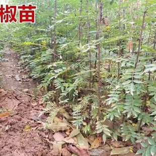 ��t�ۘ��� �ཷ����Nֲ С��r�� ռ�ع���