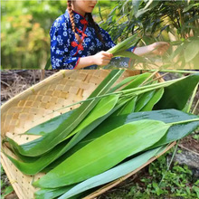 ͥԺ�����@�ֹ��̾G�������� ���������� ��~�����~�ɰ�������