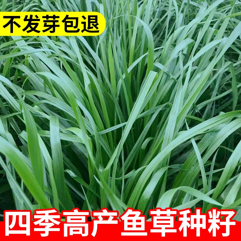 Семена травы рыбной — это семена вечнозеленого многолетнего ячменя для всех сезонов, семена пастбищ для кормления кроликов, крупного рогатого скота и овец, морозостойкие и высокоурожайные.