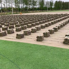 泥土草坪真草带土四季青绿化果岭草庭院草坪家用花园鲜活免修剪