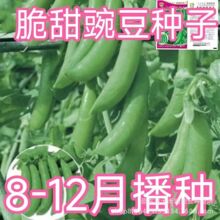 甜豌豆种子水果型脆可生吃菜豌豆大荚青豆甜豌豆尖四季播蔬菜种子