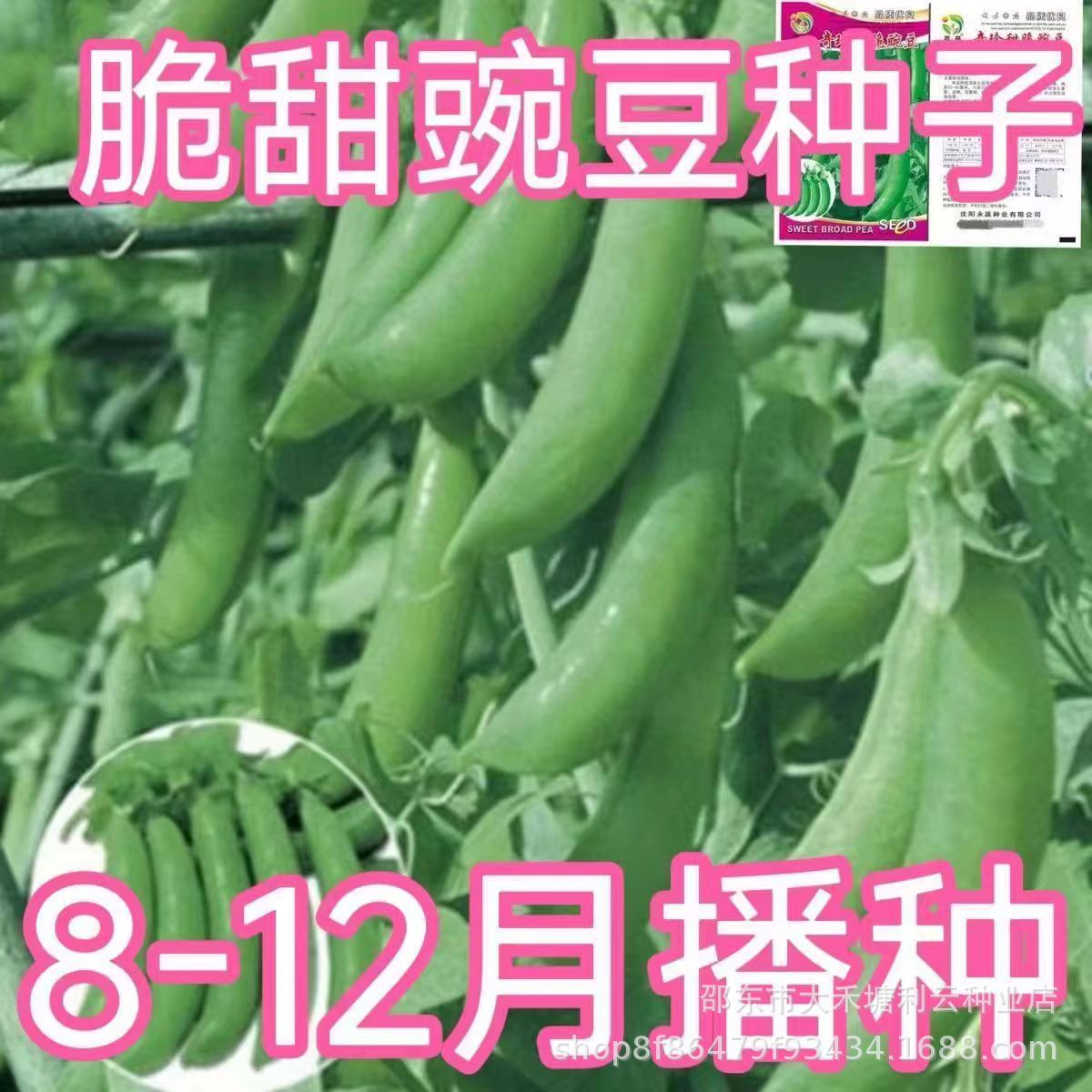 甜豌豆种子水果型脆可生吃菜豌豆大荚青豆甜豌豆尖四季播蔬菜种子