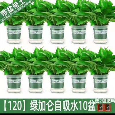 绿箩绿萝盆栽室内新房长藤大叶植物花卉家用绿植办公桌水培独立站