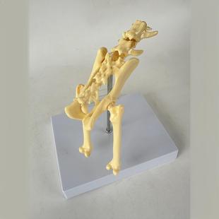 cat hip bone model cat pelvis model cat bone model animal model cat joint pet cat skeleton