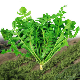 �j�j�˷N�Ӵ��~�ļ������㴺���߲˷N���ݲ˷N�j��ܸܸ�˴�ȫ