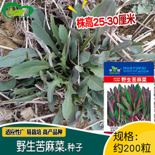野生苦麻菜种子 农田菜地栽培易种苦麻菜籽春秋播种好管理蔬菜籽