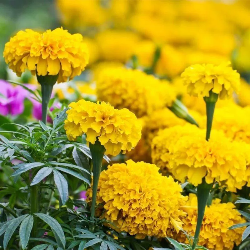 Семена календулы, семена цветов для внутреннего и наружного использования, легко выращиваются в любое время года, легко выращиваются в дворовых парках, легко выращиваются цветы с длительным периодом цветения.