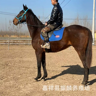 骑乘马出售娱乐马骑乘马伊犁马马驹 蒙古马婚庆大马 高头大马