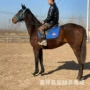 伊犁娱乐婚庆蒙古马