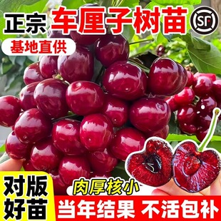 ����܇���Ә��玧������Ҙ��簫����޽ӹ�������ͥԺ�ϱ����Nֲ