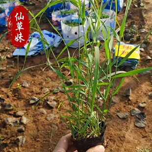 �pɫ���JȔС�� ������ˮ��ֲ�� �JȔ�����r������ �ᭇâ������