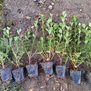 ���ش������l���N���N���Në�갫���N�����N�����r���N�_��