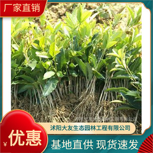 �𻨘�������l �Ԯa���N�𻨘���  Ʒ�N�Rȫ���^�쾰���̾G����