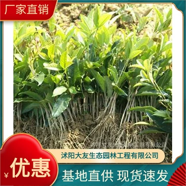 Osmanthus fragrans дерево база оптом собственного производства османтуса саженцев деревьев сорта завершить проект живописного озеленения Зеленые саженцы