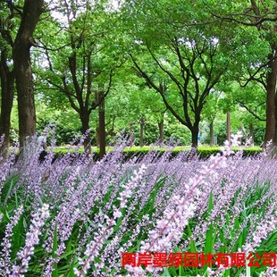 Base Wholesale Multi-Season Ophiopogon Japonicus Grass, Ophiopogon Japonicus, Ophiopogon Japonicus, Ophiopogon Japonicus, Garden Greening Ground Cover Grass