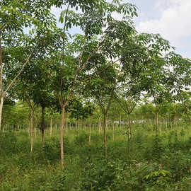 海南黄花梨种子正宗名贵珍贵树种降香木上等庭院传世红木家具树种