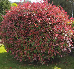Dropshipping Red Leaf Heather Sapling Flame Red Heather Spherical Small Leaf Melon Seed Boxwood Ball Courtyard Greening Tree
