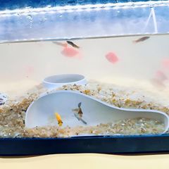 跨境创意鱼缸地下隐藏洞穴水族馆地下小型鱼隐藏隧道鱼缸造景装饰