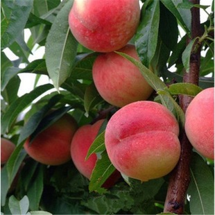 �Ҙ����޽��Ҙ���ˮ���Ҙ����S�Ҙ��箔��Y���Ϸ������Nֲ����