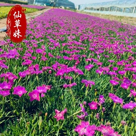 宿根花卉;一二年生花卉;灌木