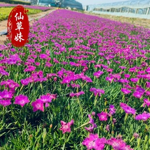 European Dianthus First Kiss Dianthus Potted Plant Is a Super Beautiful Drought-Resistant Plant Flower Garden Lawn That Blooms in All Seasons and Is Resistant to Trampling