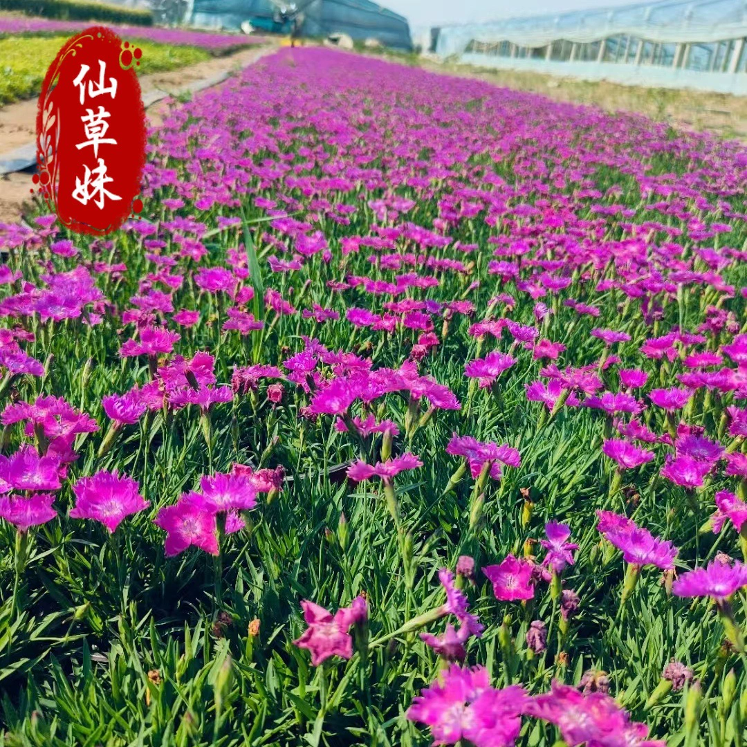 Европейский каменный кресс, горшечное растение каменного кресса «Первый поцелуй», супер красивое засухоустойчивое растение, цветок, газон во дворе, цветет в любое время года и устойчив к подступению.