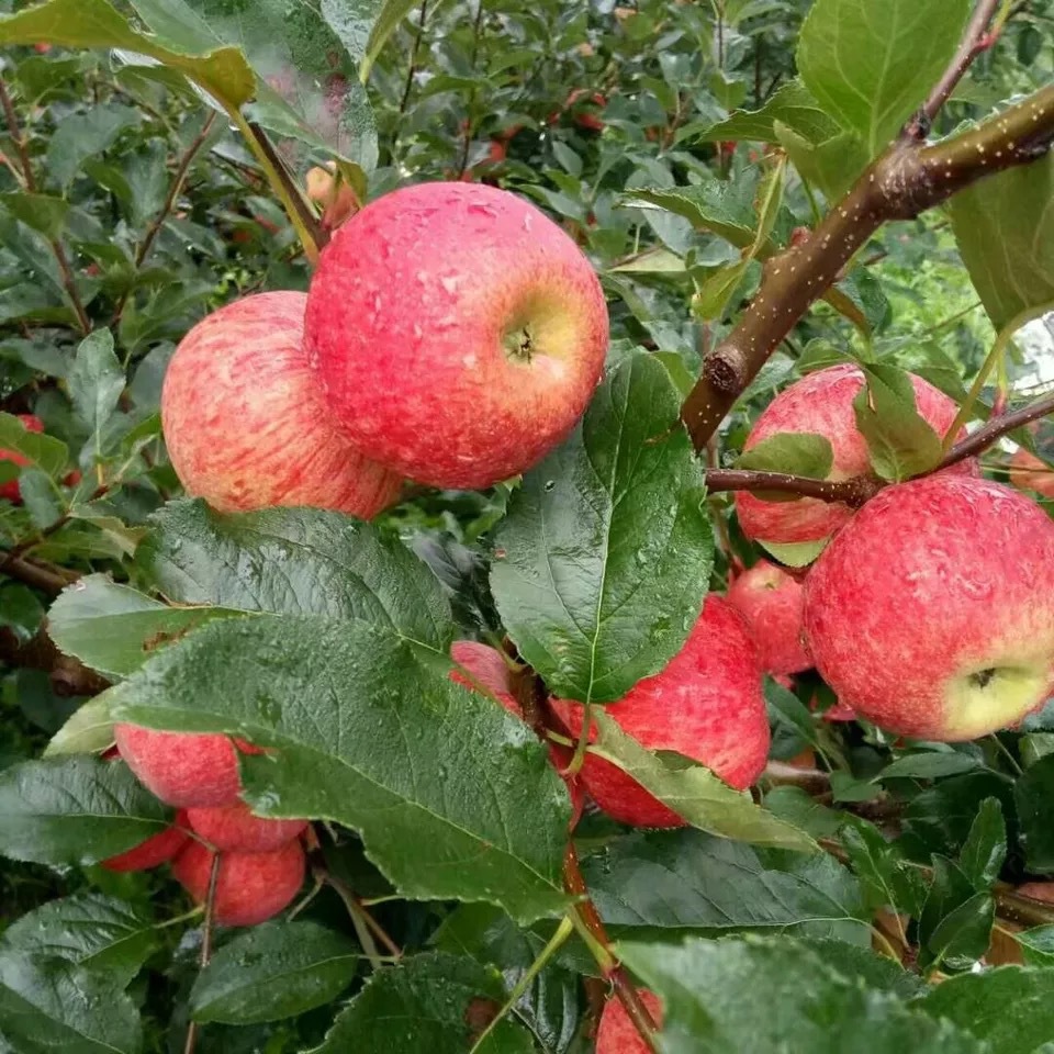 微信图片_201908270818597