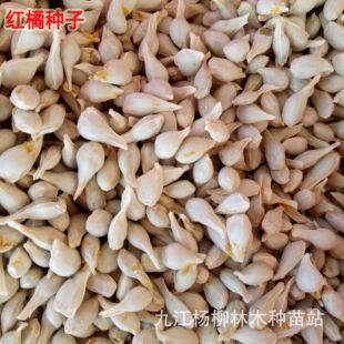 �²ɼt�ٷN�� �t�۷N�����l ���� ��ȵȷN�Ӄr��