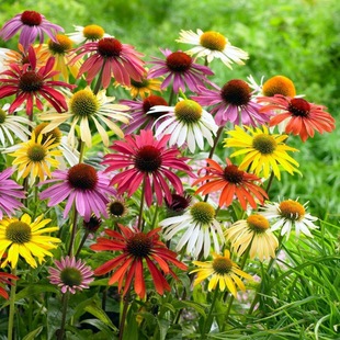 �ջ�С�r���ذ��ɹ��������޸��������͟�ͥԺ���Rֲ�ﻨ�@��С��