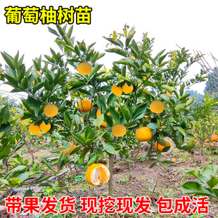 Grapefruit Seedlings, North and South Courtyard Planting, Special Potted Grapefruit Tree Grafting Seedlings, Fruit Trees That Bear Fruit in the Same Year
