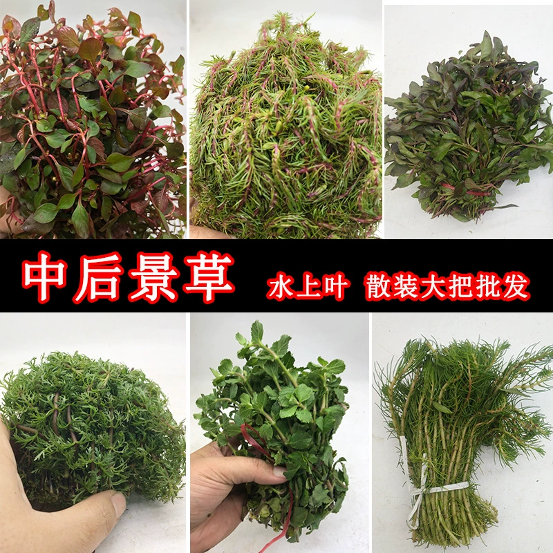 Средний и задний пейзаж имеет стеблеобразную голову траву Аквариум Ландшафтный дизайн украшения небольшая пагода вода Роланд оптом