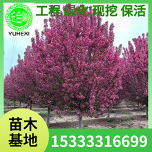 ���Ę����������Ĵ��z���ı������Ļ���ͥԺ�e�����Ե����^�p����