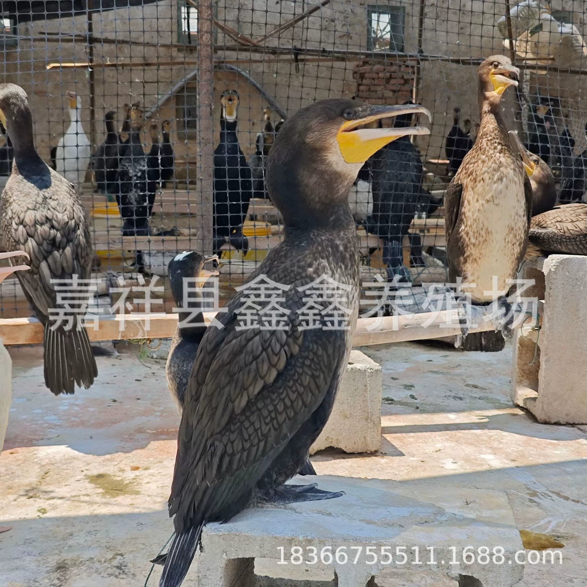 Искусственно разведенные живые птицы-осплиты для демонстрации в живописных местах продаются оптом, специализируются на рыболовстве, и выращиваются специально.