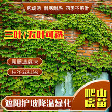 爬山虎苗大苗爬藤四季青五叶红叶长藤大苗盆栽庭院户外攀援