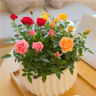 Mini Rose Seedlings Shipped with Buds, Potted Indoor and Outdoor Balcony, Blooming in All Seasons, Easy to Maintain, Cute Original Pots Wholesale