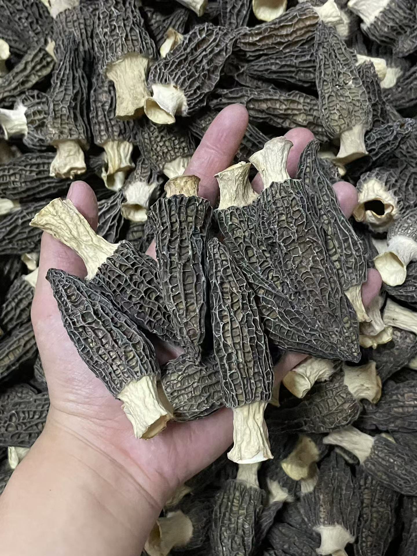 Dried Morel Mushroom 500g Yunnan Premium Grade 7-9cm Soup Ingredient overview