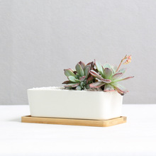 多肉专用盆栽花盆深长方桌面陶瓷方型盆创意白瓷肉肉绿植花卉花盆
