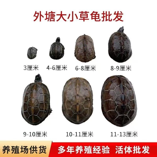 Chinese tortoise gives away turtle food